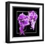 Orchids on Black V-Alan Hausenflock-Framed Art Print