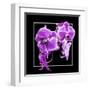 Orchids on Black V-Alan Hausenflock-Framed Art Print