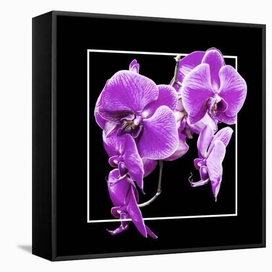 Orchids on Black V-Alan Hausenflock-Framed Stretched Canvas