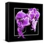Orchids on Black V-Alan Hausenflock-Framed Stretched Canvas