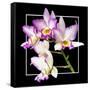 Orchids on Black VI-Alan Hausenflock-Framed Stretched Canvas