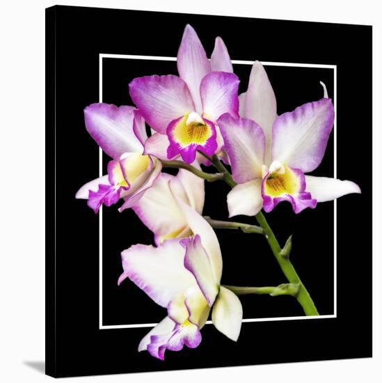 Orchids on Black VI-Alan Hausenflock-Stretched Canvas