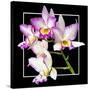 Orchids on Black VI-Alan Hausenflock-Stretched Canvas