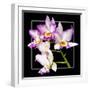 Orchids on Black VI-Alan Hausenflock-Framed Premium Giclee Print