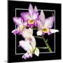 Orchids on Black VI-Alan Hausenflock-Mounted Premium Giclee Print