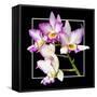 Orchids on Black VI-Alan Hausenflock-Framed Stretched Canvas