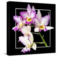 Orchids on Black VI-Alan Hausenflock-Stretched Canvas