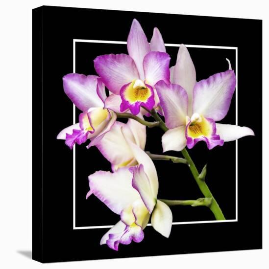 Orchids on Black VI-Alan Hausenflock-Stretched Canvas