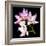 Orchids on Black VI-Alan Hausenflock-Framed Art Print