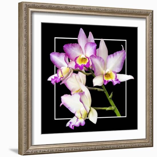 Orchids on Black VI-Alan Hausenflock-Framed Art Print