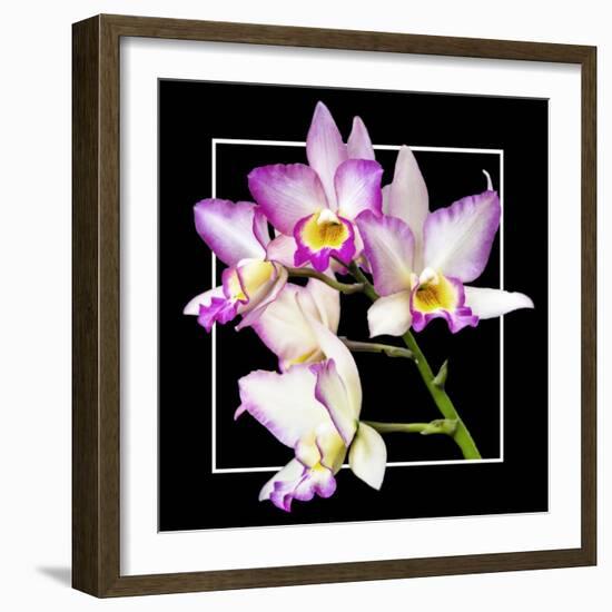 Orchids on Black VI-Alan Hausenflock-Framed Art Print