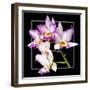 Orchids on Black VI-Alan Hausenflock-Framed Art Print