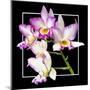 Orchids on Black VI-Alan Hausenflock-Mounted Art Print