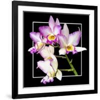 Orchids on Black VI-Alan Hausenflock-Framed Art Print