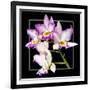 Orchids on Black VI-Alan Hausenflock-Framed Art Print