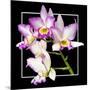 Orchids on Black VI-Alan Hausenflock-Mounted Art Print