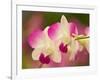 Orchids, Selby Gardens, Sarasota, Florida, USA-Adam Jones-Framed Photographic Print