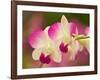 Orchids, Selby Gardens, Sarasota, Florida, USA-Adam Jones-Framed Photographic Print