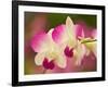 Orchids, Selby Gardens, Sarasota, Florida, USA-Adam Jones-Framed Photographic Print