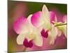 Orchids, Selby Gardens, Sarasota, Florida, USA-Adam Jones-Mounted Photographic Print