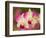 Orchids, Selby Gardens, Sarasota, Florida, USA-Adam Jones-Framed Photographic Print