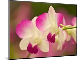 Orchids, Selby Gardens, Sarasota, Florida, USA-Adam Jones-Mounted Photographic Print