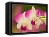 Orchids, Selby Gardens, Sarasota, Florida, USA-Adam Jones-Framed Stretched Canvas