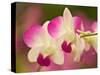 Orchids, Selby Gardens, Sarasota, Florida, USA-Adam Jones-Stretched Canvas