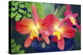 Orchids (Slc. Angel's Fantasy)-Maria Mosolova-Stretched Canvas
