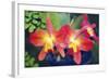 Orchids (Slc. Angel's Fantasy)-Maria Mosolova-Framed Premium Photographic Print