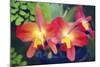 Orchids (Slc. Angel's Fantasy)-Maria Mosolova-Mounted Premium Photographic Print