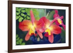 Orchids (Slc. Angel's Fantasy)-Maria Mosolova-Framed Photographic Print