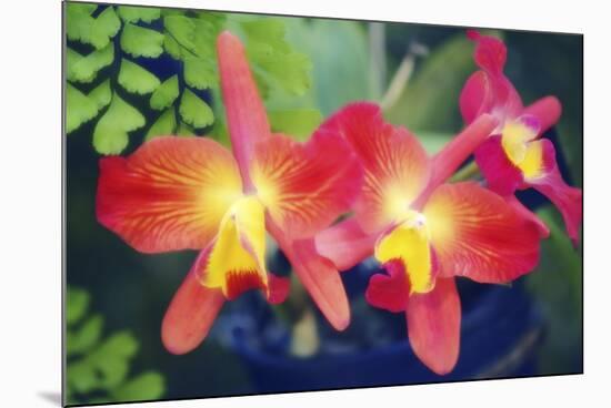 Orchids (Slc. Angel's Fantasy)-Maria Mosolova-Mounted Photographic Print