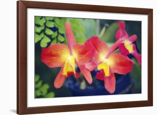 Orchids (Slc. Angel's Fantasy)-Maria Mosolova-Framed Photographic Print