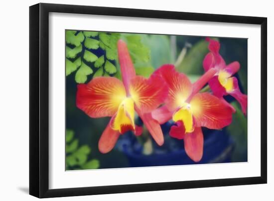 Orchids (Slc. Angel's Fantasy)-Maria Mosolova-Framed Photographic Print