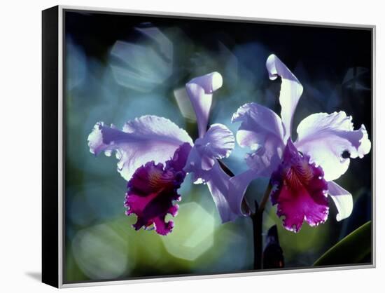 Orchids-Medford Taylor-Stretched Canvas