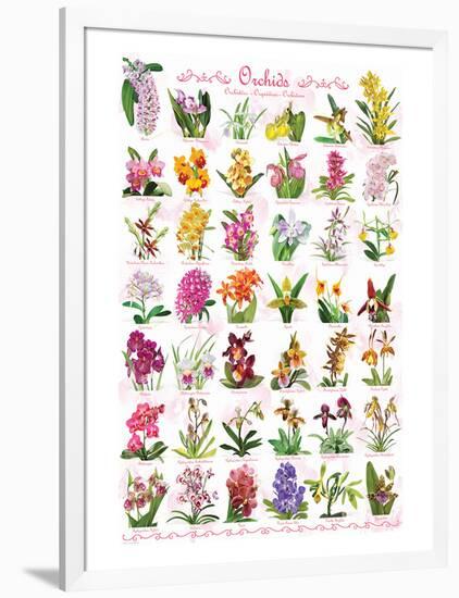 Orchids-null-Framed Premium Giclee Print