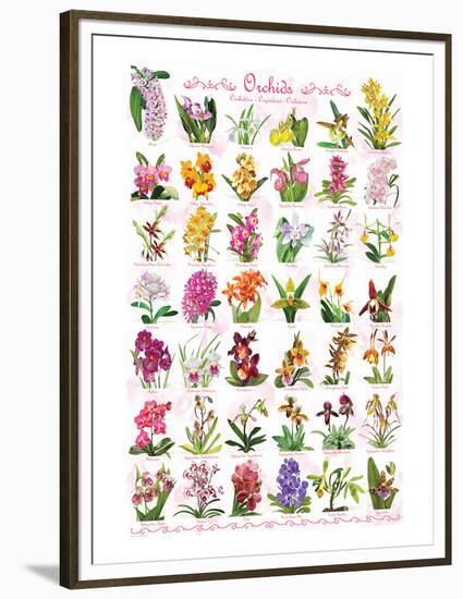 Orchids-null-Framed Premium Giclee Print