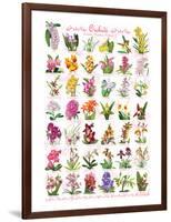 Orchids-null-Framed Premium Giclee Print