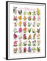 Orchids-null-Framed Premium Giclee Print