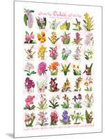 Orchids-null-Mounted Premium Giclee Print