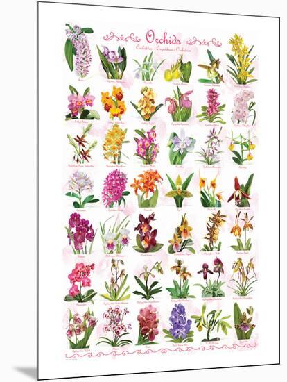 Orchids-null-Mounted Premium Giclee Print