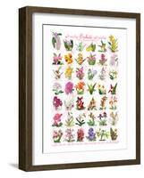 Orchids-null-Framed Art Print