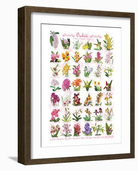 Orchids-null-Framed Art Print