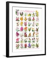 Orchids-null-Framed Art Print