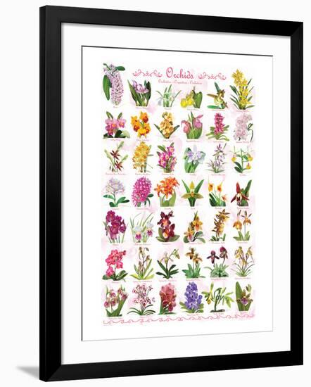 Orchids-null-Framed Art Print