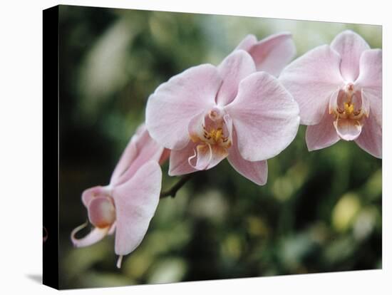 Orchids-Alfred Eisenstaedt-Stretched Canvas
