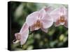 Orchids-Alfred Eisenstaedt-Stretched Canvas