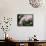 Orchids-Alfred Eisenstaedt-Framed Stretched Canvas displayed on a wall