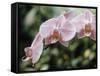 Orchids-Alfred Eisenstaedt-Framed Stretched Canvas